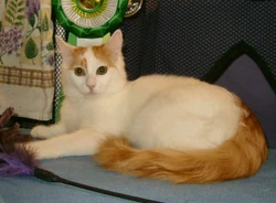 Tabby Turkish Van