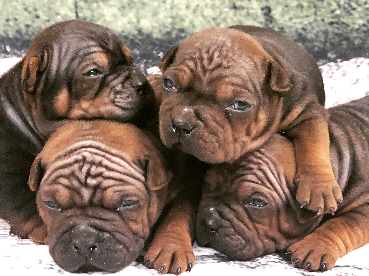 Chinese sales bulldog puppies