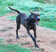 Blue lacy working