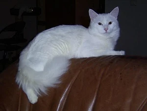 Turkish Van at night
