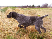 Hunting-dog