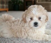 Shih-poo