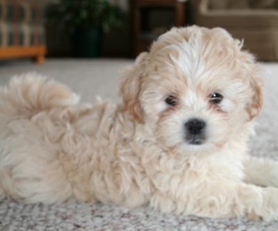 teacup shih tzu poodle mix