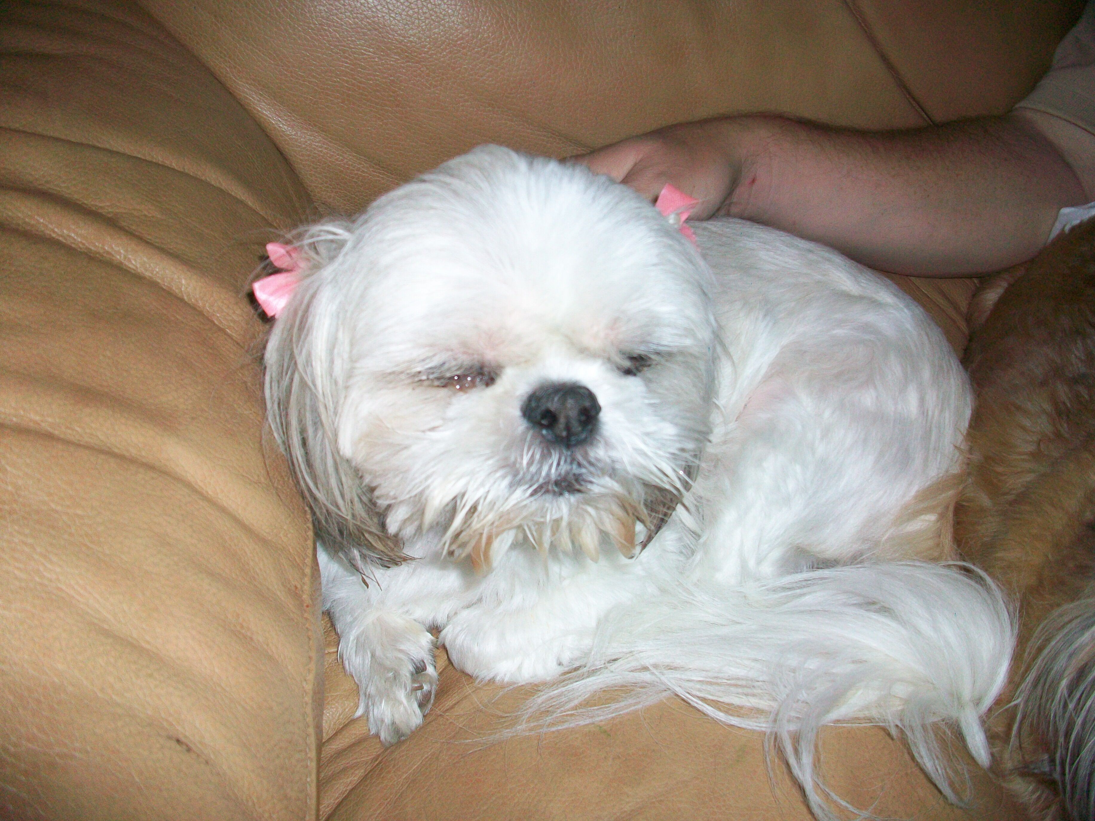 Kung fu shih tzu dog grooming 2025