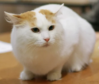 Turkish Van cat