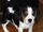 Puppy Beagle.jpg