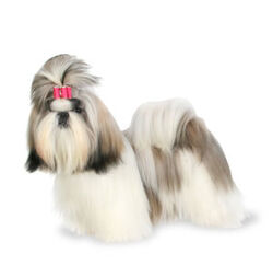 Shih Tzu Dogs and Cats Wiki Fandom