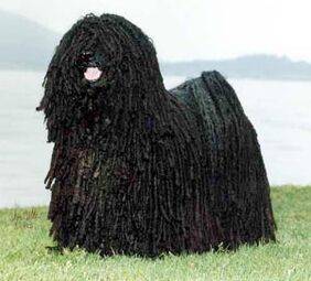 Black online puli dog