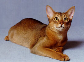 Abyssinian cat 2.jpg
