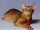 Abyssinian cat 2.jpg