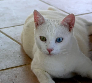 Fabullous Turkish Van cat