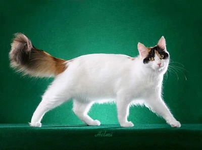 Turkish Van 2