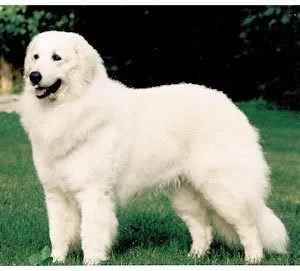 Hungarian Dog Breeds Kuvasz: Majestic Guardians Unleashed