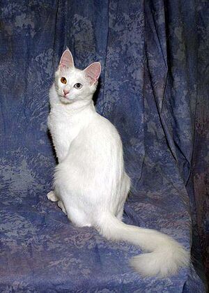 Odd-Eye Turkish Angora