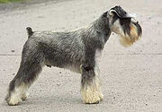 220px-Miniature Schnauzer 02