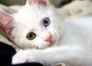 Turkish Van white kitty