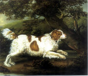 English Water Spaniel