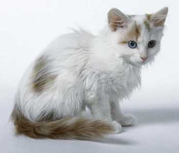 Turkish Van kitten