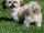 Happy Shih Tzu.jpg