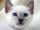 Lilac Cream Point Siamese kitten.jpg