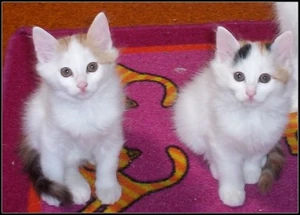 Turkish Van kittens