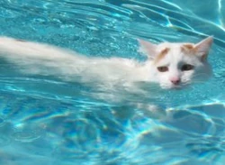 Swimming Turkish Van