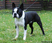 Boston terrier