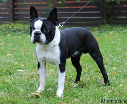 Boston Terrier | Dogs and Cats Wiki | Fandom