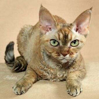 Cats Dogs And Cats Wiki Fandom