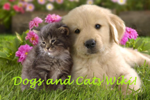 Discover everything for your little friend! Discover everything for your little friend!