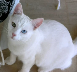 Shorthair Turkish Van
