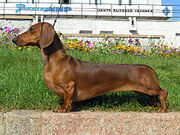 220px-Short-haired-Dachshund