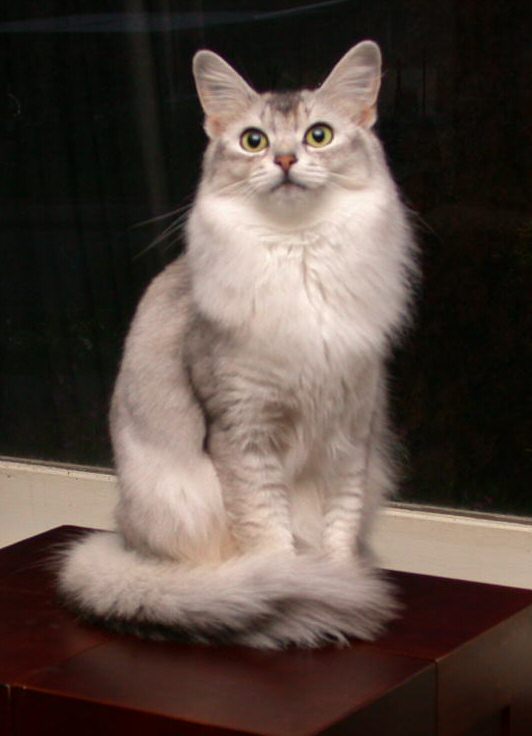 Somali Fluffy Cat 2ドル銀貨 Blue Silver Somali Cat Print. Art Prints, Posters & Puzzles