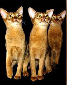 Abyssinian cat 3.jpg