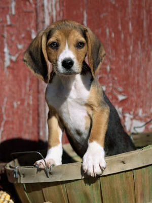 A cute beagle puppy.