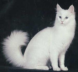 White Angora