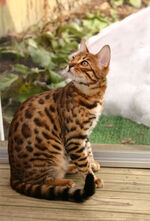 Bengal cat 5