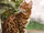 Bengal cat 5.jpg