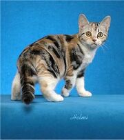 Silver classic torbie cat