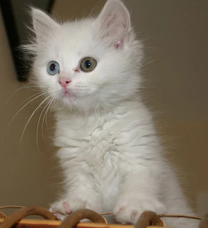 Turkish Van kitten 2