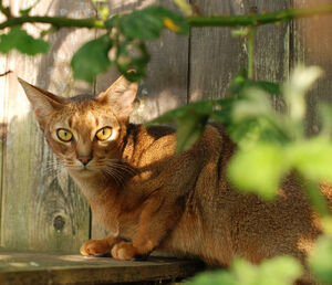 Abyssinian