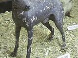 Abyssinian Sand Terrier