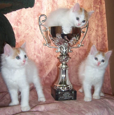 Turkish Van winners