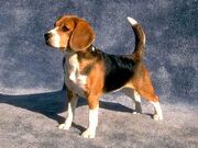 Beagle-12669