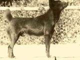 Tahltan Bear Dog