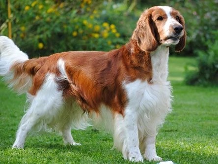 Welsh springer deals spaniel personality