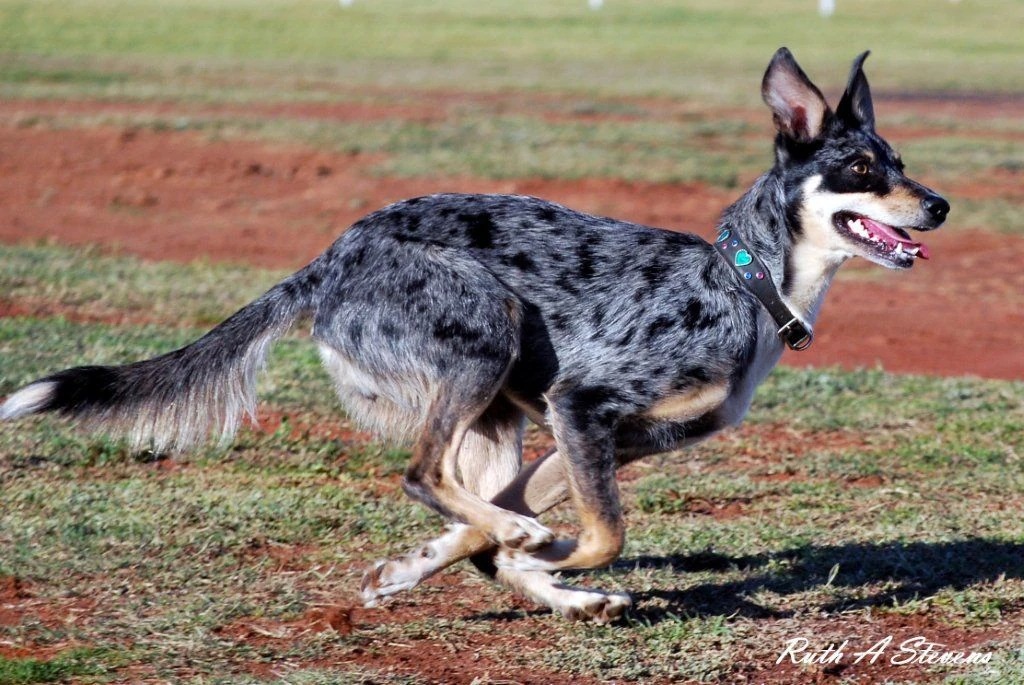 Kelpie merle sale