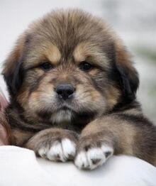 L-Tibetan-Mastiff-puppy.jpg