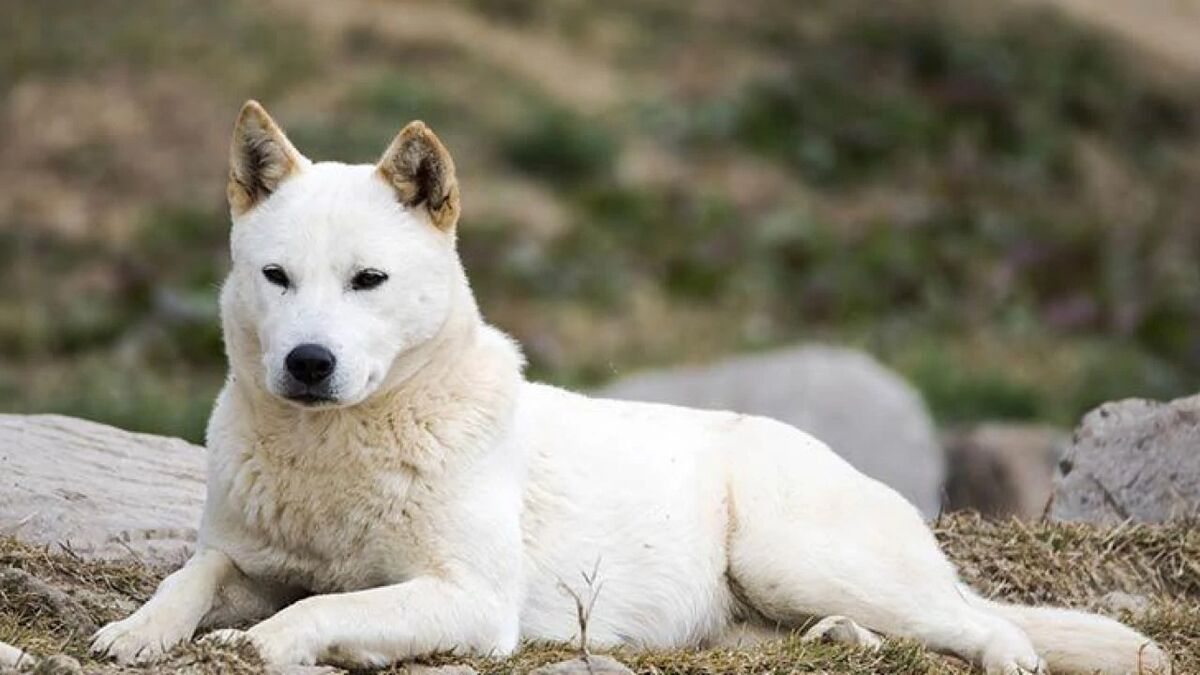 Korean Jindo | Dogs and Puppies Wiki | Fandom