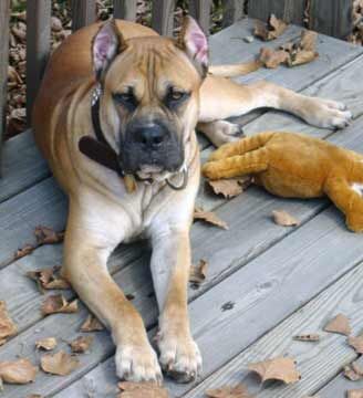 Alano mastiff hotsell